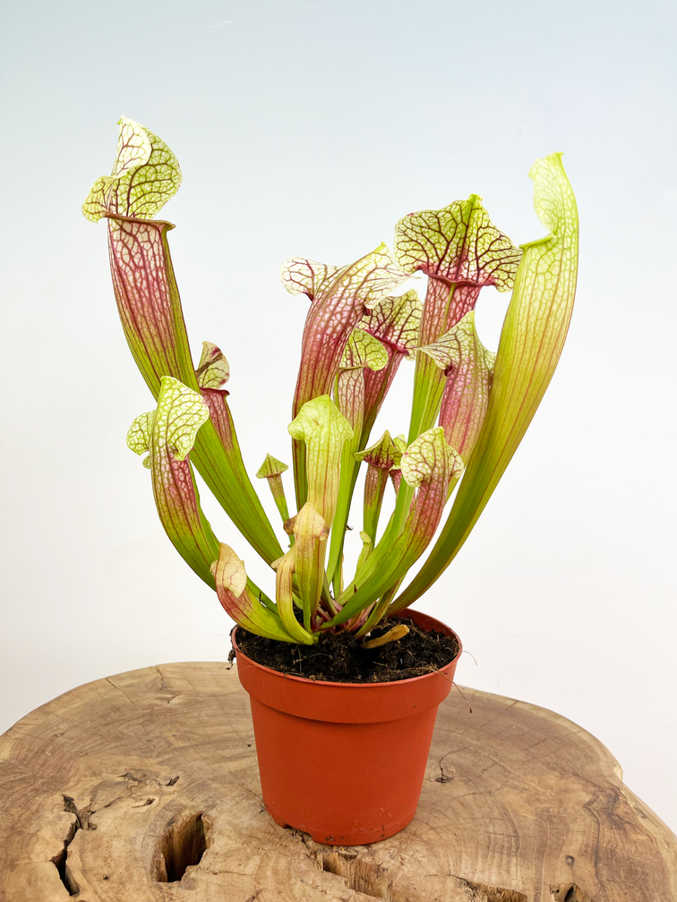 Trumpet pitcher plant "Eva" - large | ø 12 cm x ↕ 25 cm