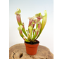 Trumpet pitcher plant "Eva" - large | ø 12 cm x ↕ 25 cm