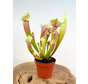 Trumpet pitcher plant "Eva" - stor | ø 12 cm x ↕ 25 cm