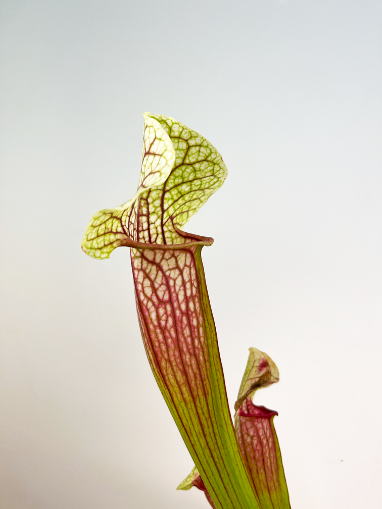 Trumpet pitcher plant "Eva" - large | ø 12 cm x ↕ 25 cm