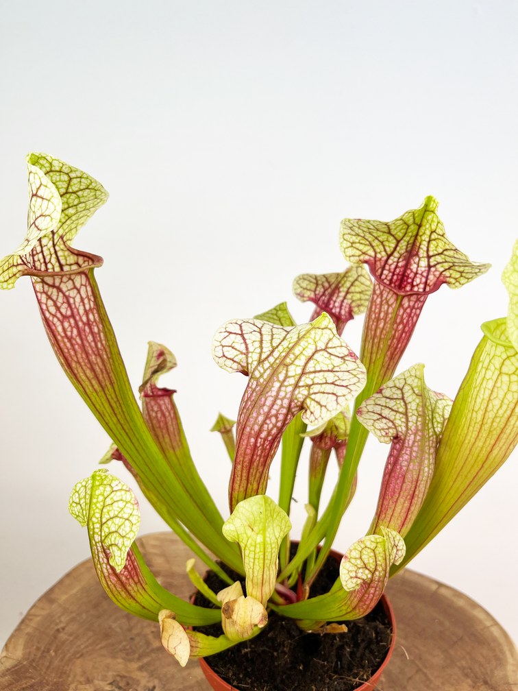 Trumpet pitcher plant "Eva" - large | ø 12 cm x ↕ 25 cm