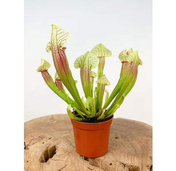 Trumpet pitcher plant "Eva" | ø 8,5 cm x ↕ 20 cm