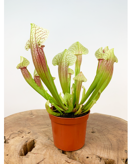 Trumpet pitcher plant "Eva" | ø 8,5 cm x ↕ 20 cm