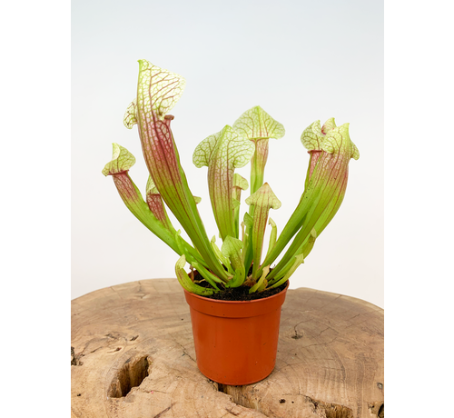 Trumpet pitcher plant "Eva" | ø 8,5 cm x ↕ 20 cm