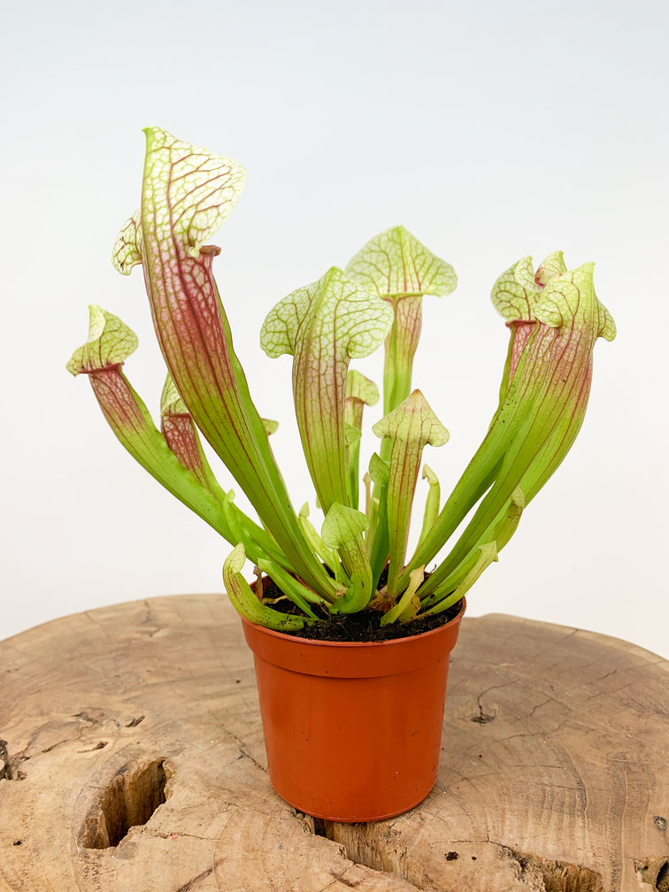 Trumpet pitcher plant "Eva" | ø 8,5 cm x ↕ 20 cm