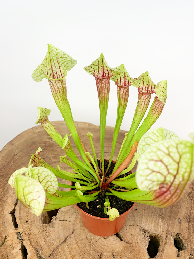 Sarracenia (Pitcher plant) "Eva" | ø 8,5 cm x ↕ 15 cm