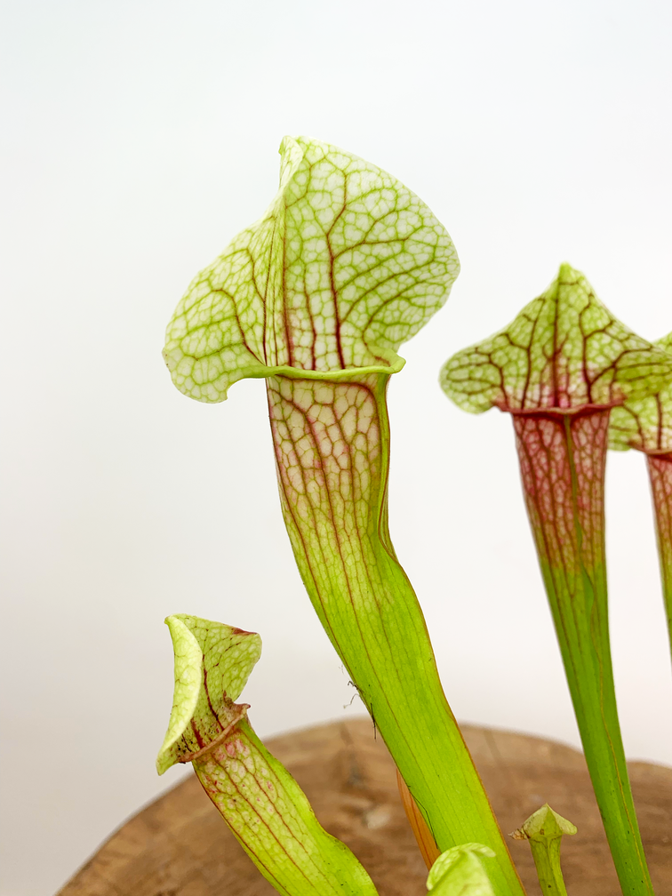 Trumpet pitcher plant "Eva" | ø 8,5 cm x ↕ 20 cm