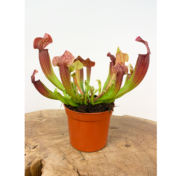 Trompetenblumenpflanze "Tess" | ø 8,5 cm x ↕ 20 cm