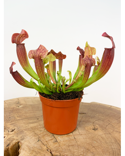 Trumpet pitcher plant "Tess" | ø 8,5 cm x ↕ 20 cm