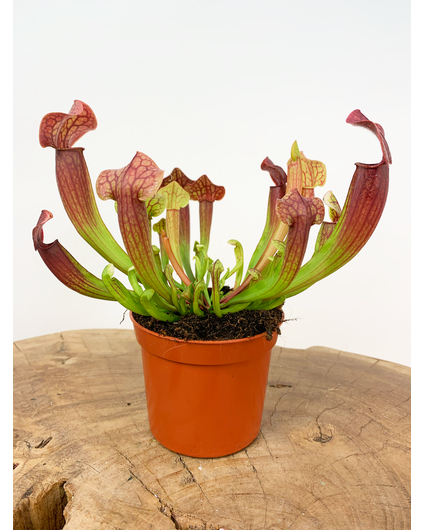 Trumpet pitcher plant 'Tess'