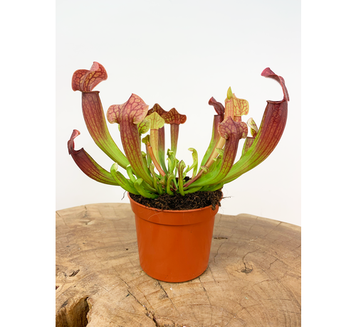 Trumpet pitcher plant "Tess" | ø 8,5 cm x ↕ 20 cm