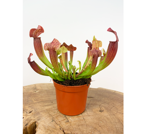 Trumpet pitcher plant 'Tess'