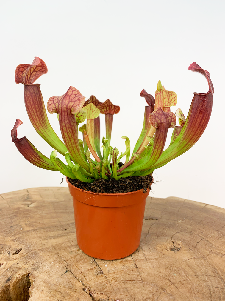 Trumpet pitcher plant "Tess" | ø 8,5 cm x ↕ 20 cm