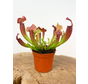 Trumpet pitcher plant "Tess" | ø 8,5 cm x ↕ 20 cm