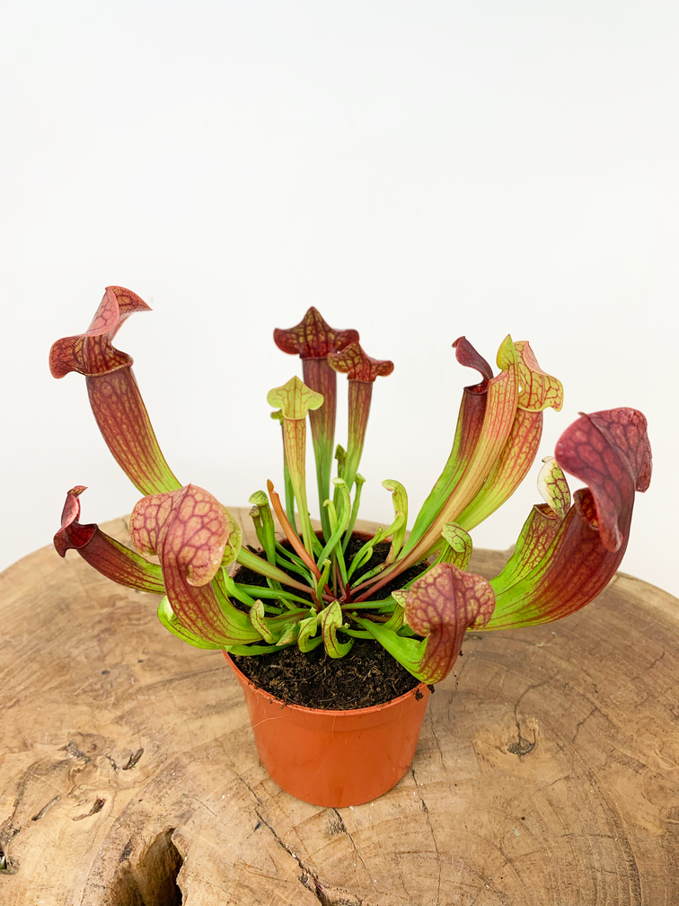 Trumpet pitcher plant "Tess" | ø 8,5 cm x ↕ 20 cm