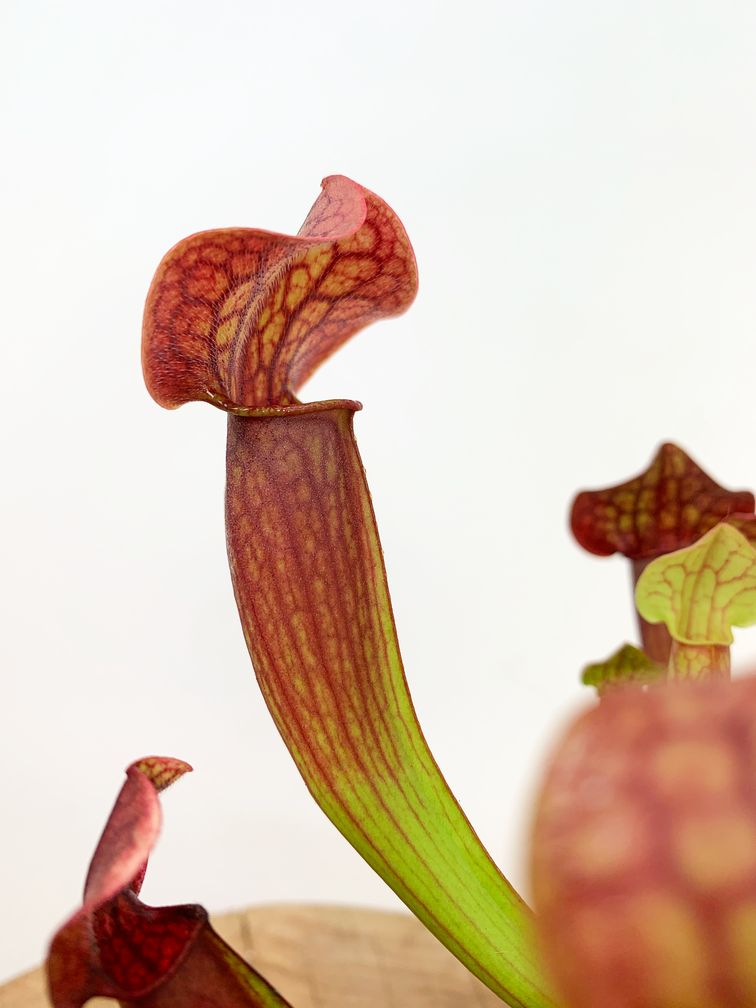 Trumpet pitcher plant 'Tess'