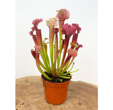 Sarracenia "Judith" |  ø 8,5 cm x ↕ 20 cm
