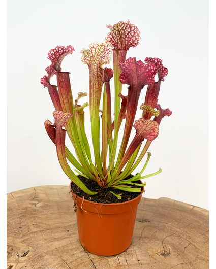 Sarracenia "Judith" |  ø8,5 cm x ↕ 20 cm