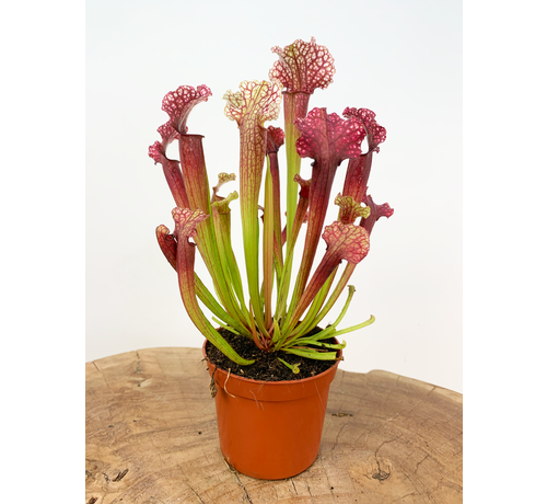 Sarracenia "Judith" |  ø 8,5 cm x ↕ 20 cm