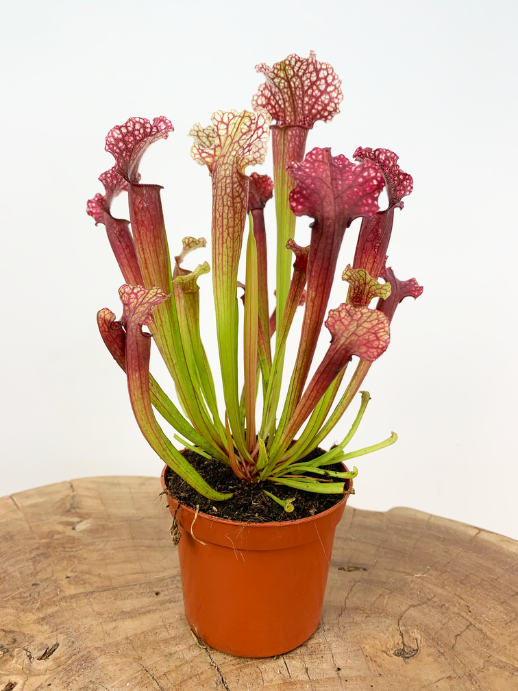 Sarracenia (Pitcher plant) "Judith" |  ø 8,5 cm x ↕ 20 cm