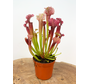 Sarracenia (Schlauchpflanze) "Judith" | ø 8,5 cm x ↕ 20 cm