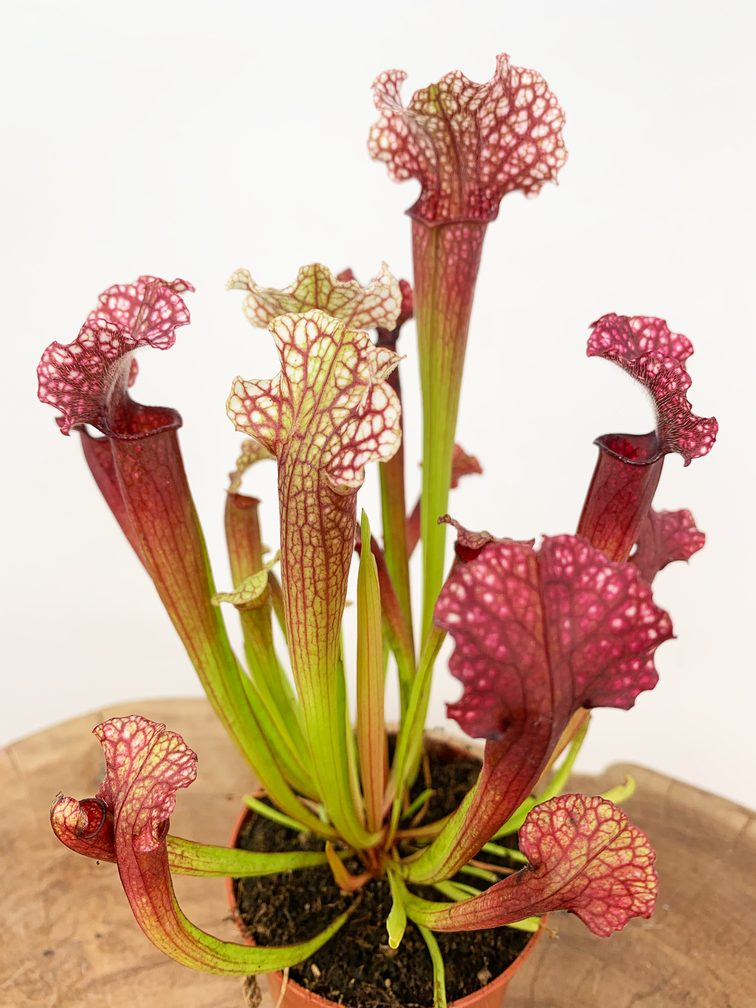 Sarracenia "Judith" |  ø 8,5 cm x ↕ 20 cm