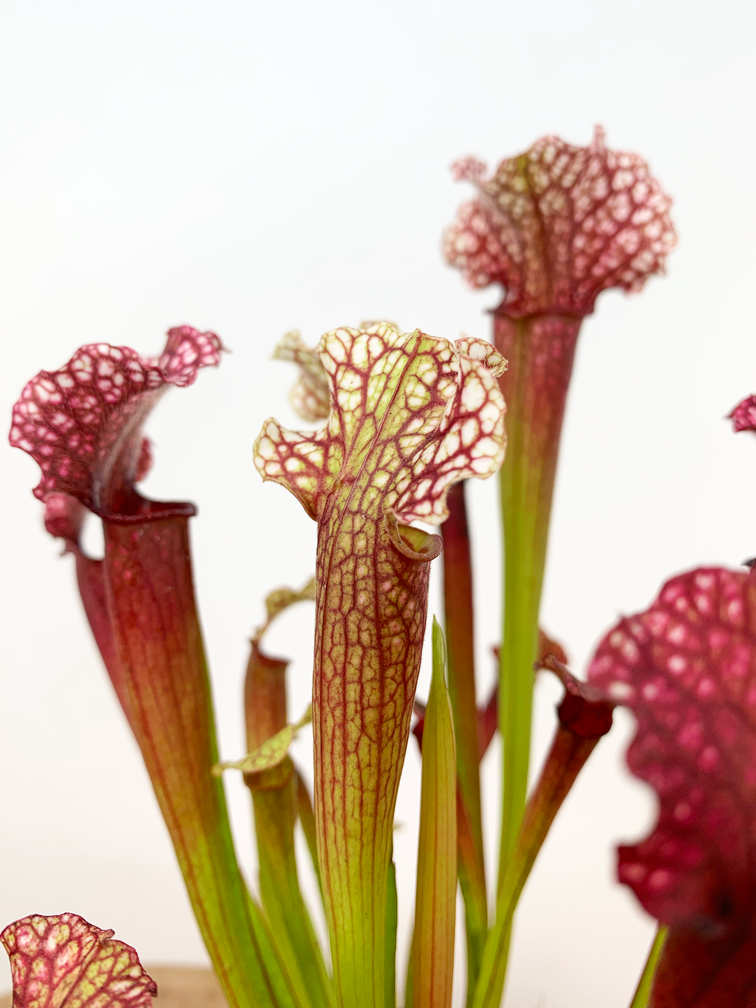 Sarracenia (Schlauchpflanze) "Judith" | ø 8,5 cm x ↕ 20 cm