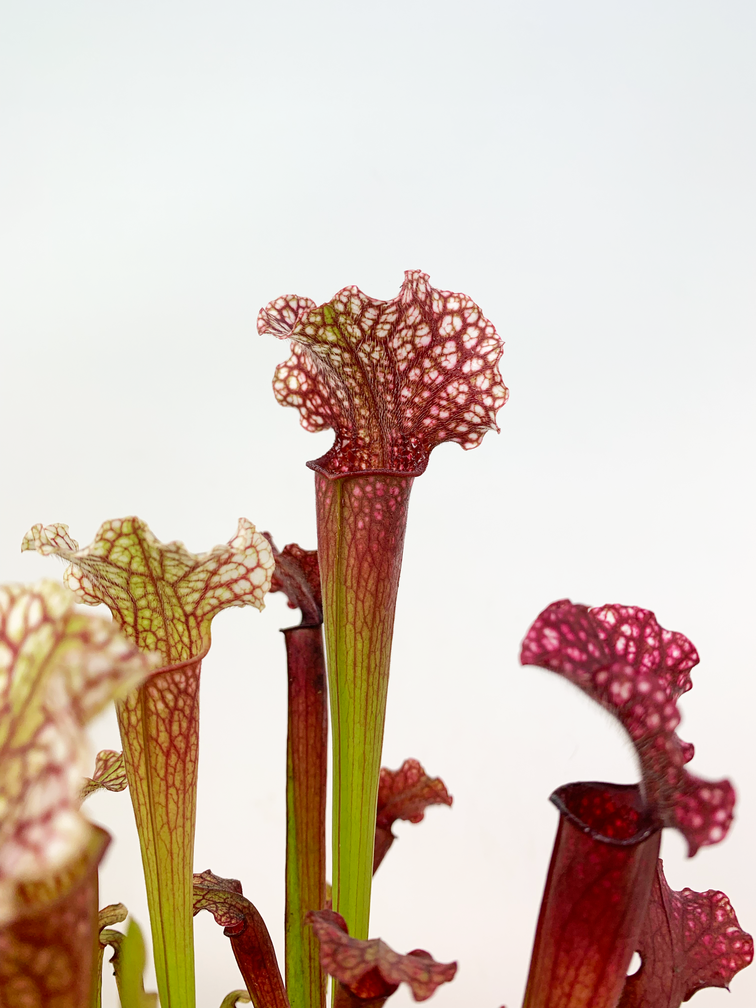 Sarracenia (Pitcher plant) "Judith" |  ø 8,5 cm x ↕ 20 cm