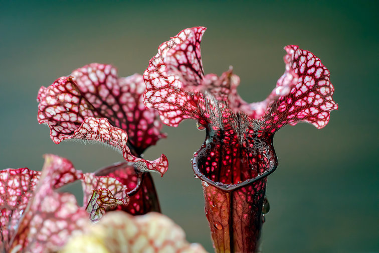 Sarracenia "Judith" |  ø 8,5 cm x ↕ 20 cm