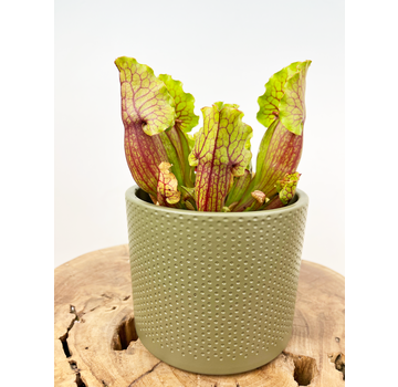 Plant pot "Bor" - green | 12cm