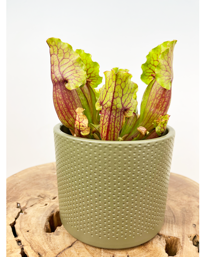 Pot à plantes "Bor" - vert | 12cm