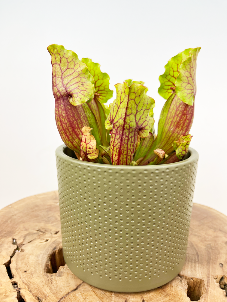 Vaso per piante "Bor" - verde | 12cm