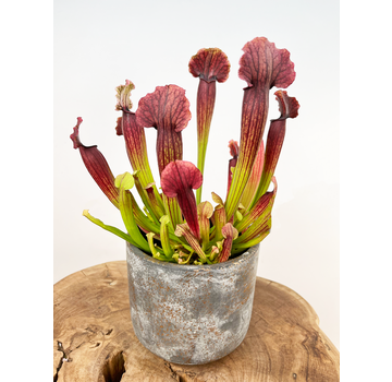 Vaso per piante "Palu" - oro/grigio | 12cm