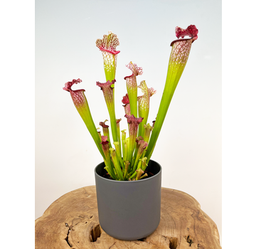Vaso per piante "Demi" - Antracite | 12cm