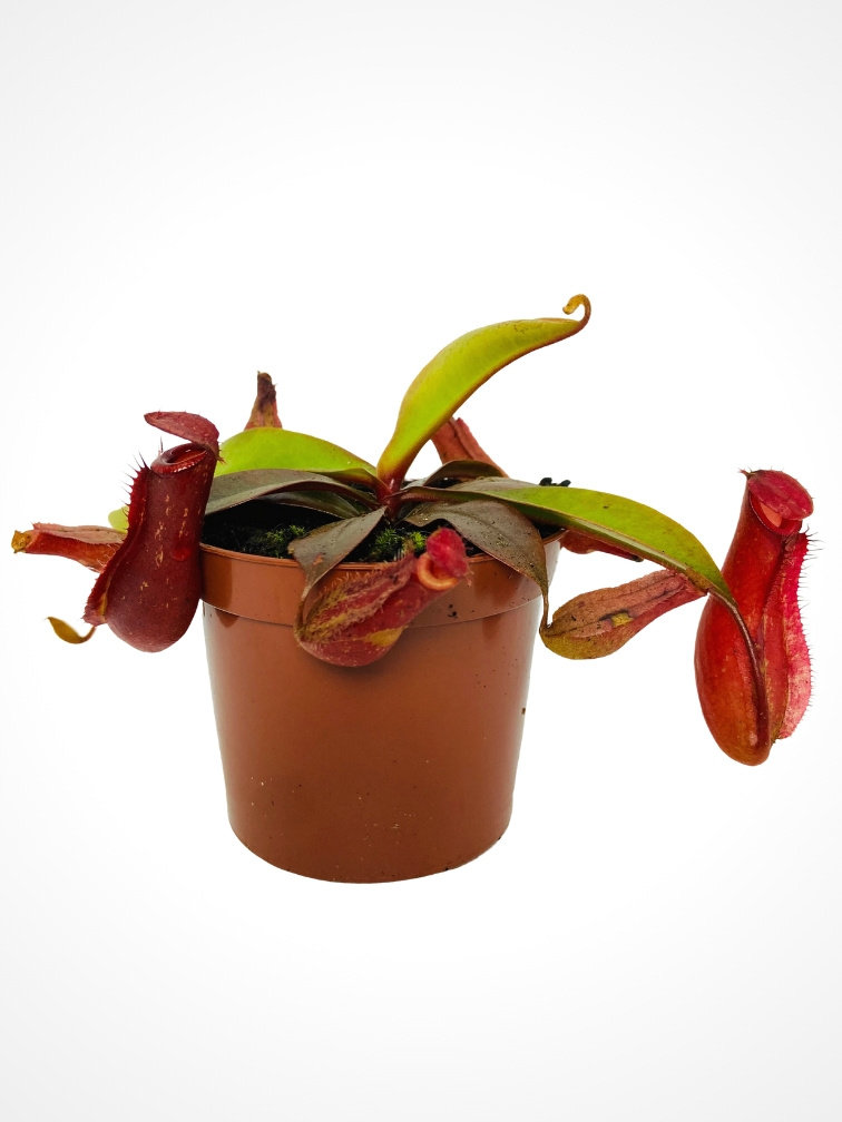 Tropical pitcher plant "Bloody Mary" | ø 8,5 cm x ↕ 10 cm