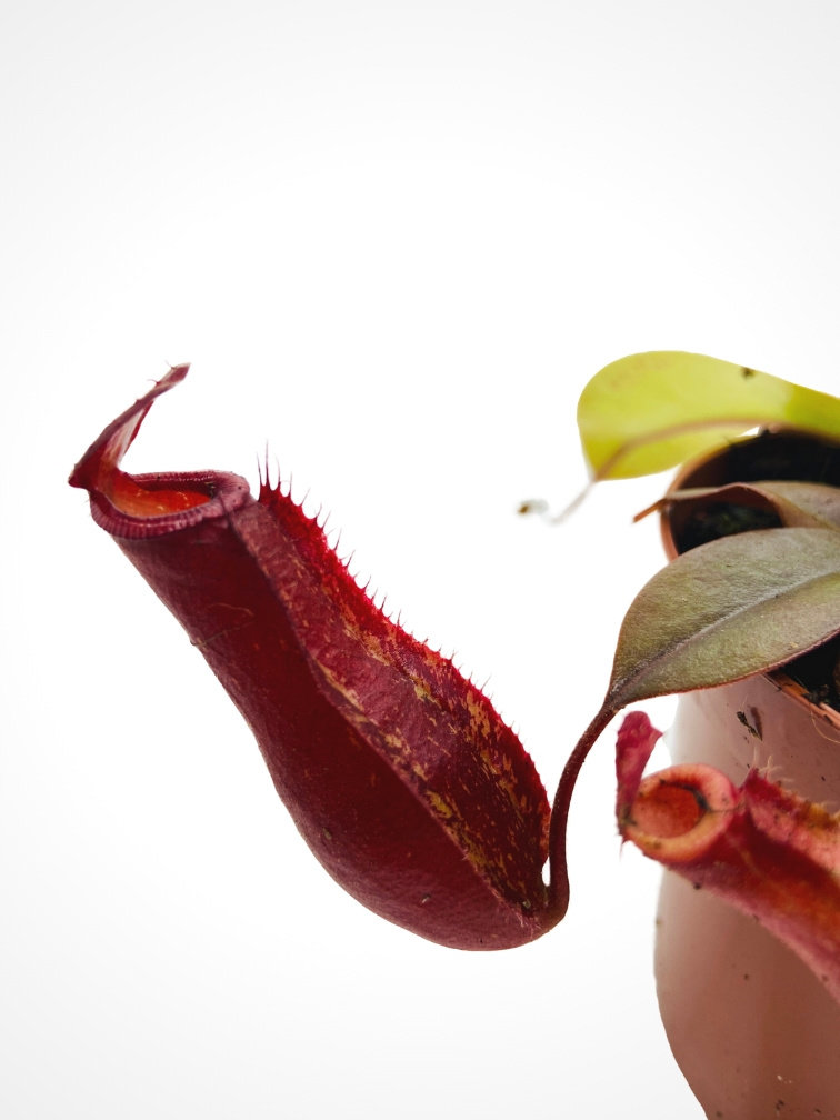 Tropical pitcher plant "Bloody Mary" | ø 8,5 cm x ↕ 10 cm