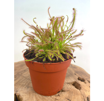 Drosera "Capensis" - large | ø 12 cm x ↕ 12 cm