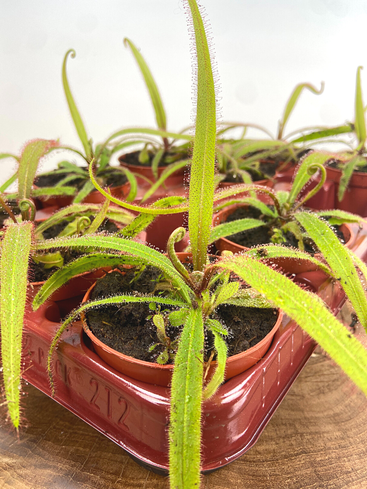 Drosera (Sileshår) "Adelae" | ø 8,5 cm x ↕ 10 cm