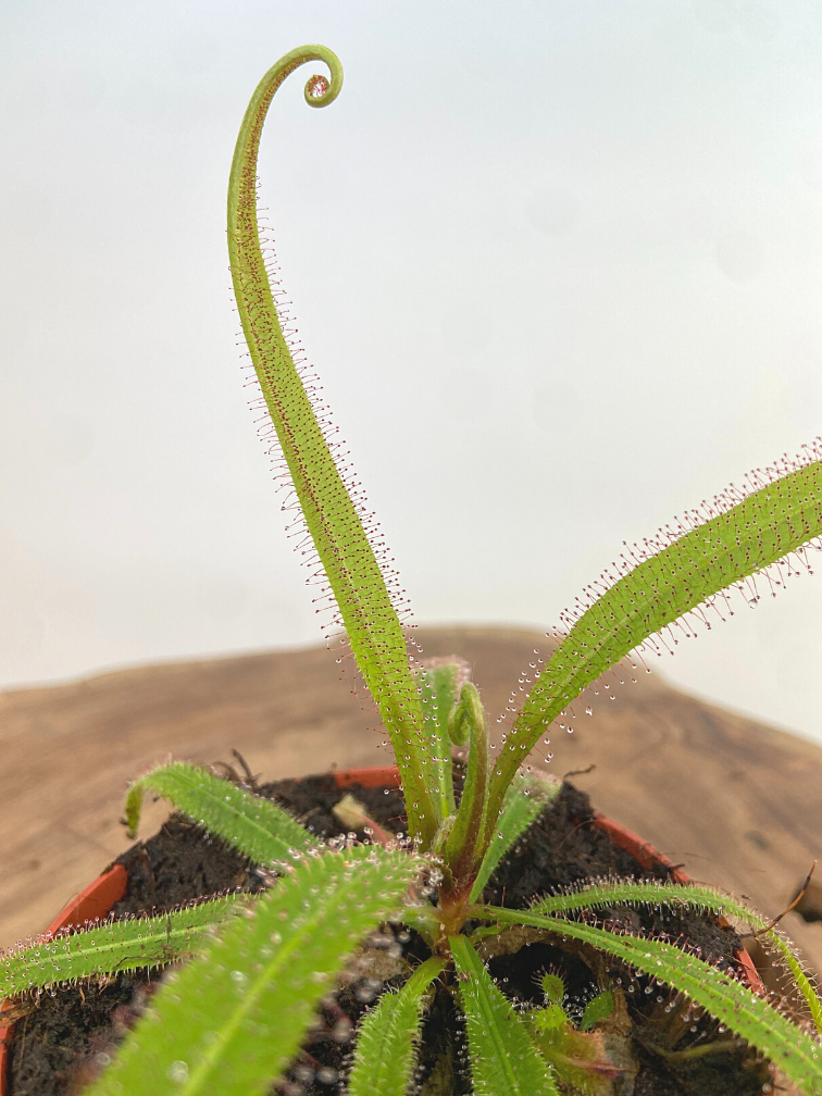 Drosera (Sileshår) "Adelae" | ø 8,5 cm x ↕ 10 cm