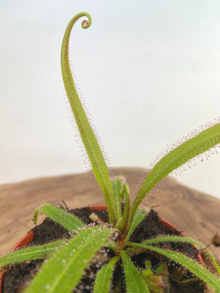 Sundew "Adelae" | ø 8,5 cm x ↕ 15-20 cm