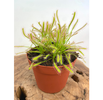 Drosera "Capensis Alba" - groß | ø 12 cm x ↕ 12 cm