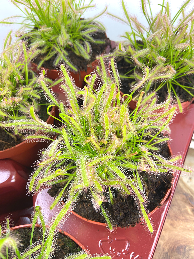 Drosera "Capensis Alba" - grande  | ø 12 cm x ↕ 12 cm