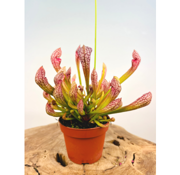 Trumpet pitcher plant "Psittacina" large | ø 12 cm x ↕ 20 cm