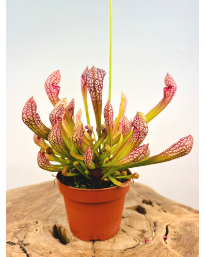 Planta de jarra de trompeta "Psittacina" grande | ø 12 cm x ↕ 20 cm