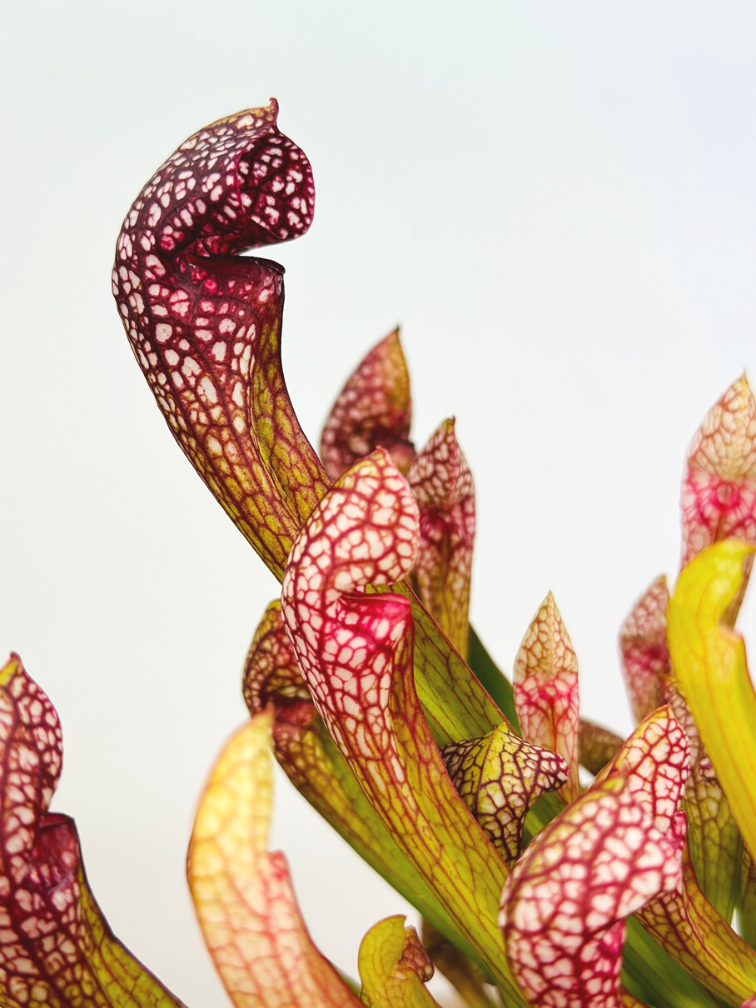 Trumpet pitcher plant "Psittacina" large | ø 12 cm x ↕ 20 cm