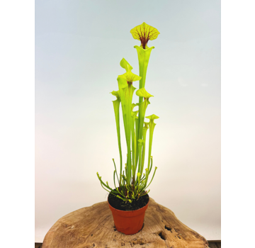 Trumpet pitcher plant "x Redneck" - large | ø 12 cm x ↕ 25-35 cm