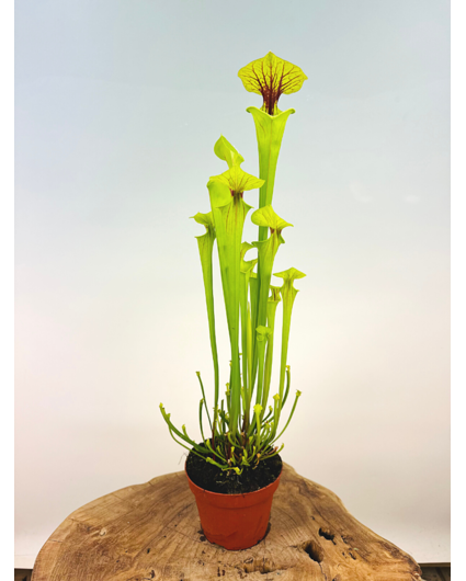 Sarracenia "x Redneck" - stor | ø 12 cm x ↕ 25-35 cm