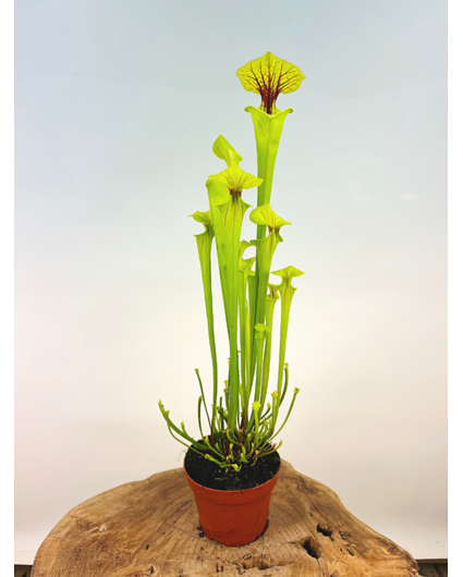 Trumpet pitcher plant "x Redneck" - large | ø 12 cm x ↕ 25-35 cm
