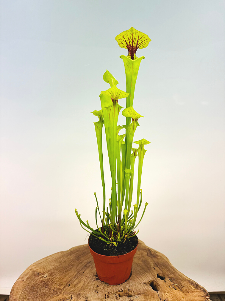 Trumpet pitcher plant "x Redneck" - large | ø 12 cm x ↕ 25-35 cm