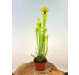 Trumpet pitcher plant "x Redneck" - large | ø 12 cm x ↕ 25-35 cm
